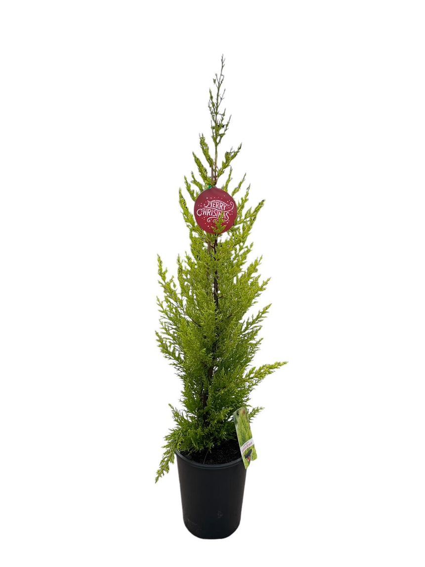 Cupressocyparis macrocarpa lemon scent 19cm