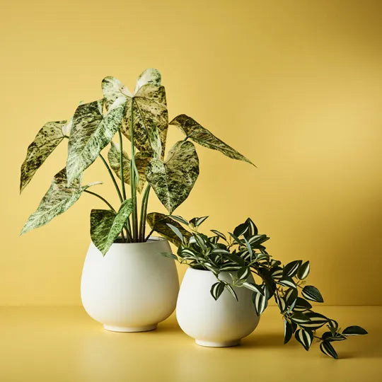 Offshoot | Klara Pot