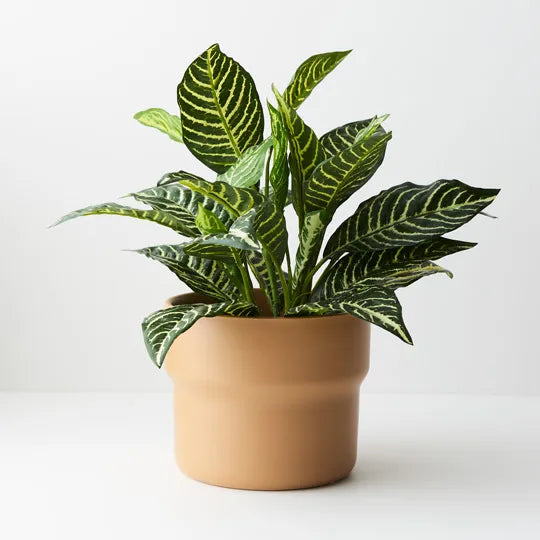 Offshoot | Elka Pot