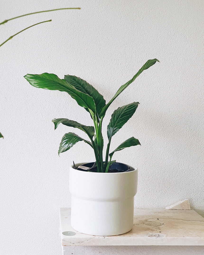 Spathiphyllum cochlearispathum 'Blue Moon' 25cm