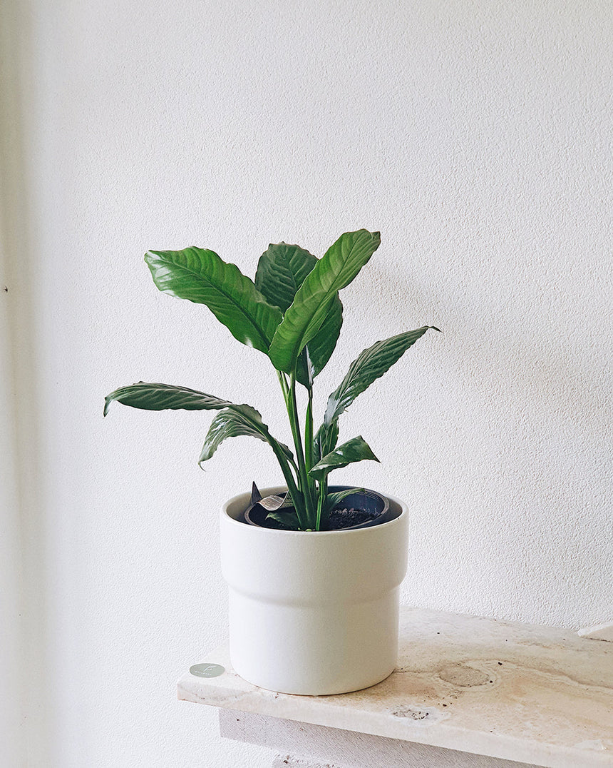 Spathiphyllum cochlearispathum 'Blue Moon' 25cm