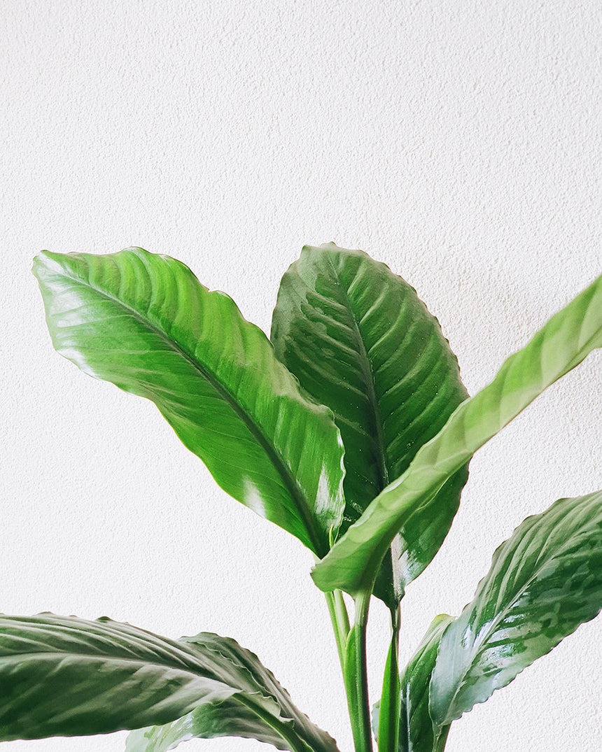 Spathiphyllum cochlearispathum 'Blue Moon' 25cm