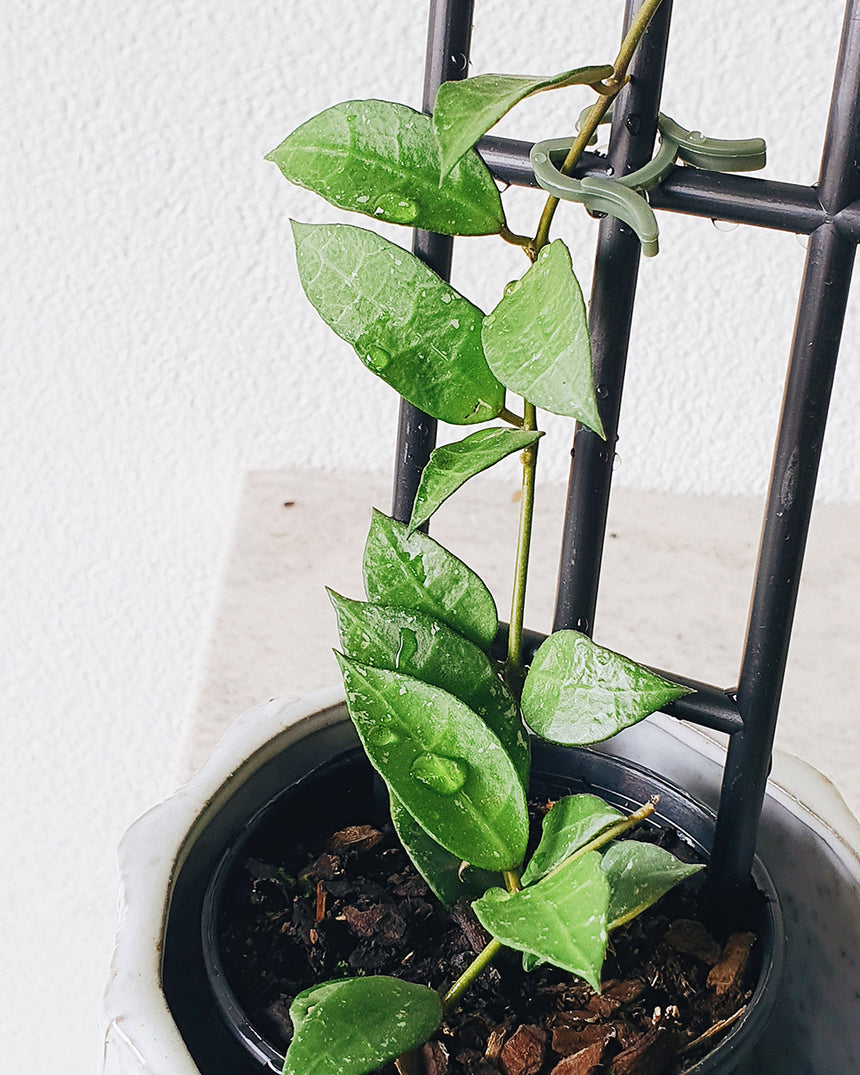 Hoya lacunosa - 13cm