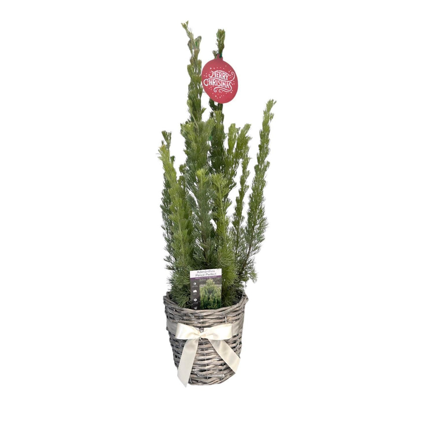 Christmas Tree in Basket 14cm