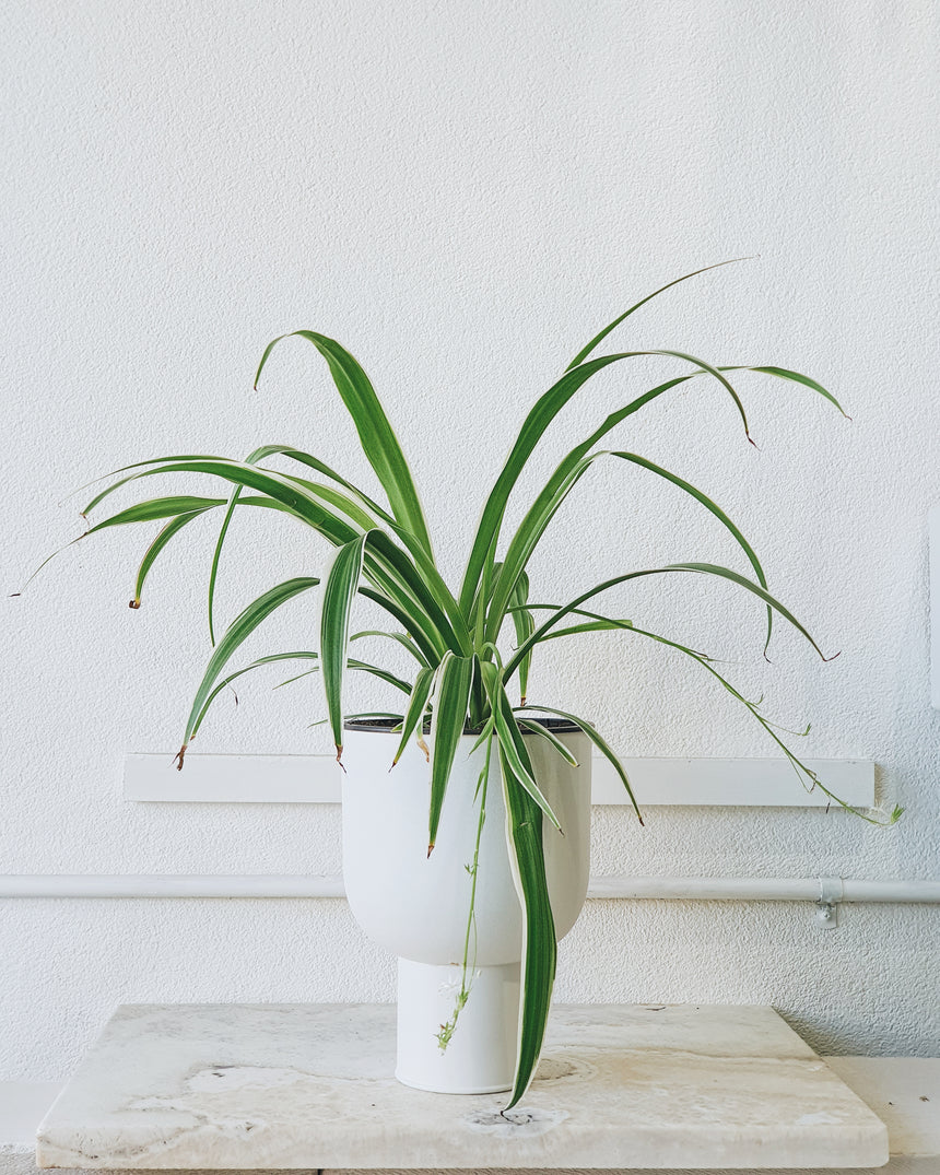 Chlorophytum comosum Ocean 'Ribbon Plant' 13cm