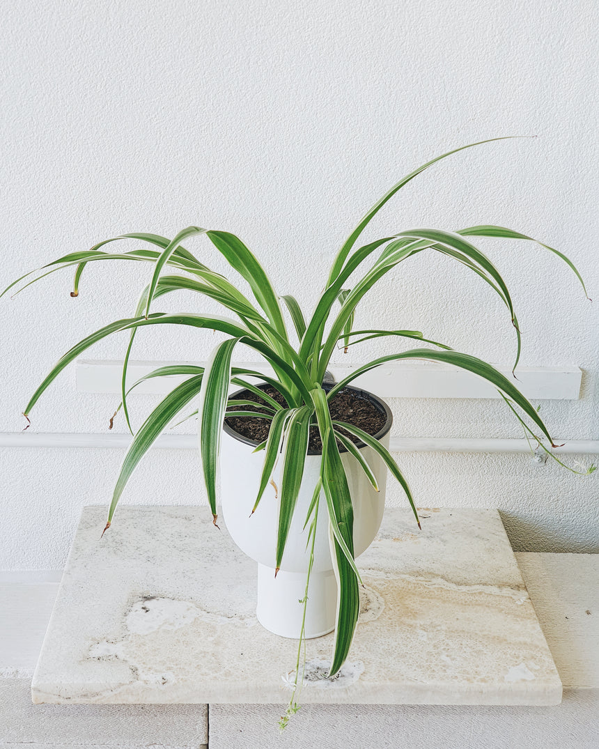 Chlorophytum comosum Ocean 'Ribbon Plant' 13cm