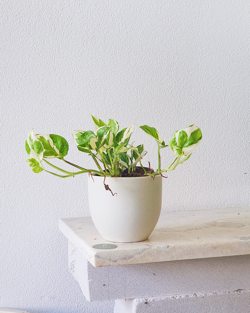 Epipremnum auream 'Snow Queen' - 20cm Hanging Basket