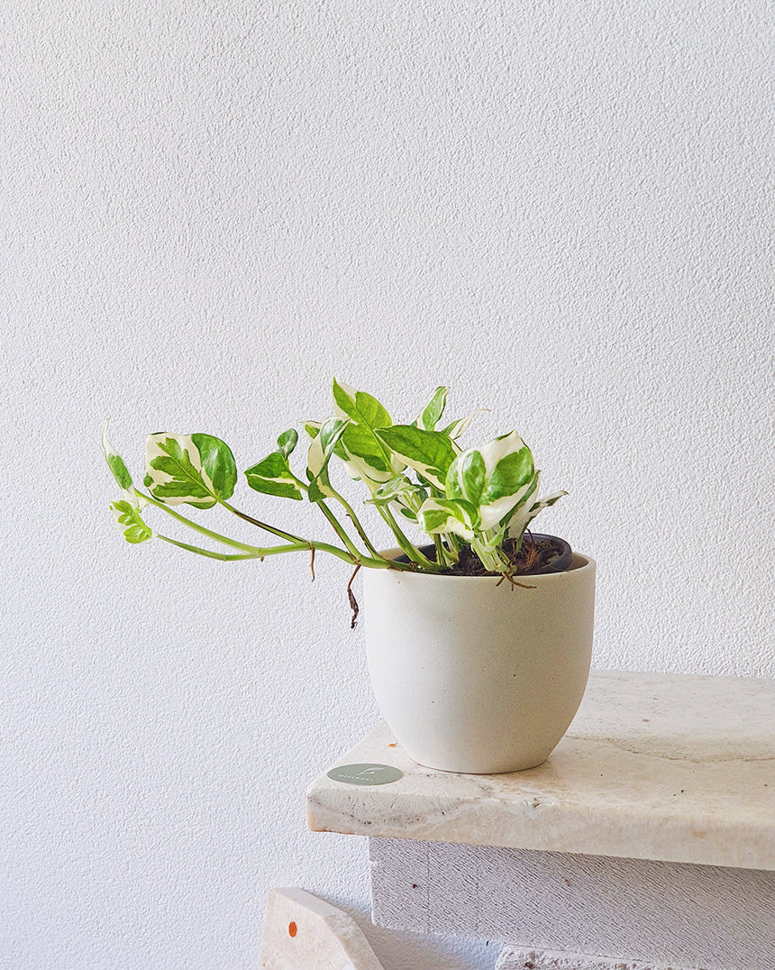 Epipremnum auream 'Snow Queen' - 20cm Hanging Basket