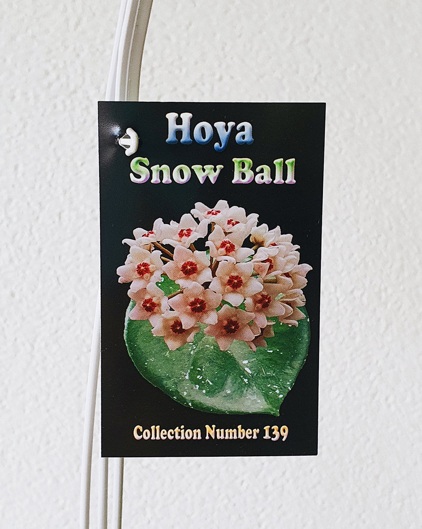 Hoya 'Snow Ball' - 13cm