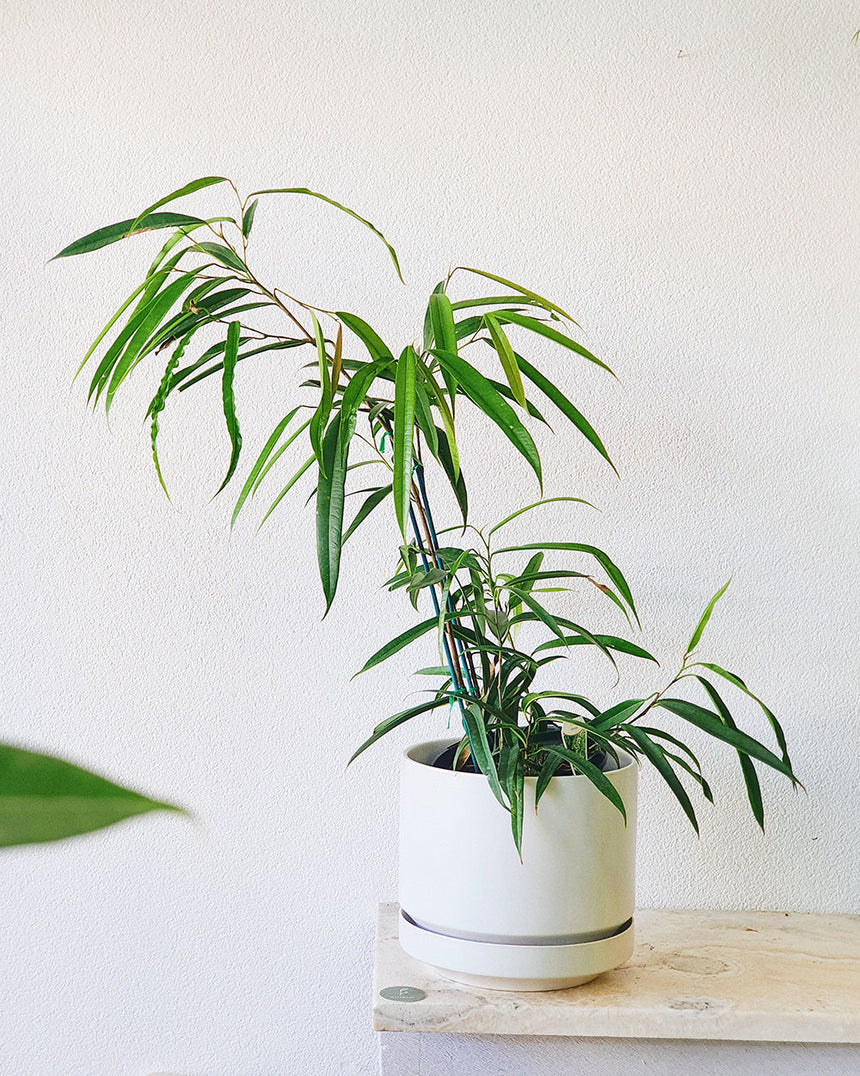 Ficus maclellandii 'Alii Leaf Fig'  20cm