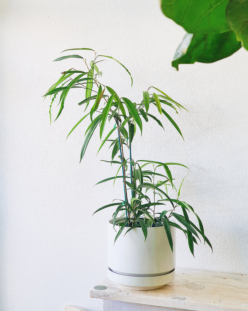 Ficus maclellandii 'Alii Leaf Fig'  20cm