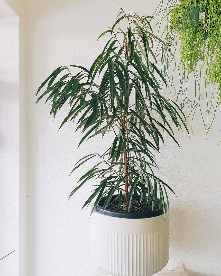 Ficus longifolia 'Sabre Tooth' 30cm