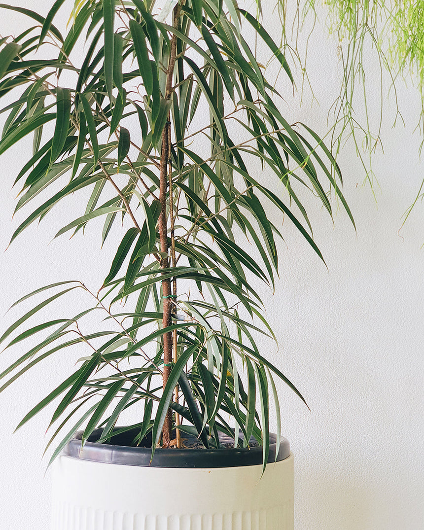 Ficus longifolia 'Sabre Tooth' 30cm