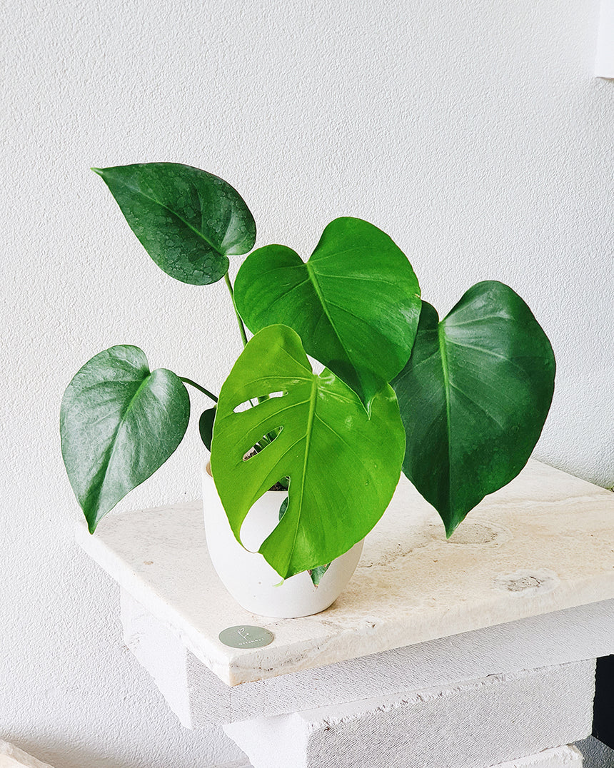 Monstera deliciosa 14cm