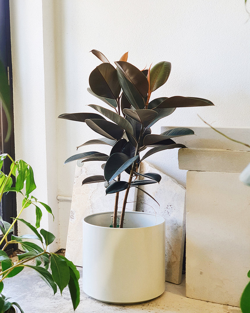 Ficus elastica 'Burgundy' - 25cm