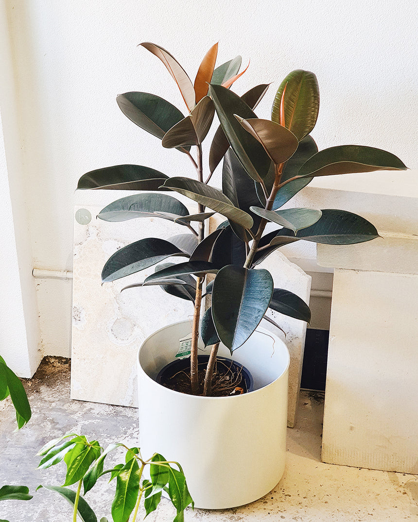 Ficus elastica 'Burgundy' - 25cm