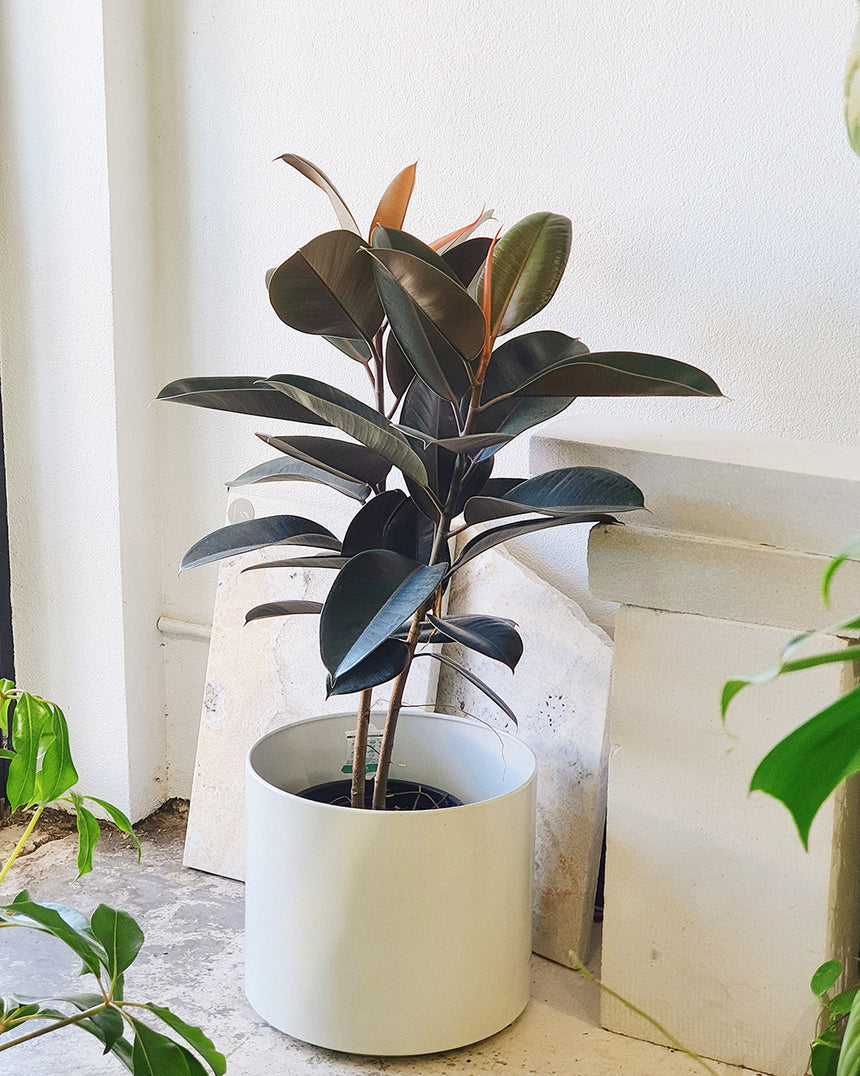 Ficus elastica 'Burgundy' - 25cm